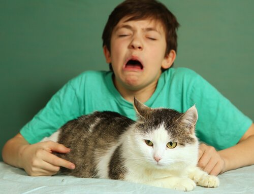 garçon allergique aux chats qui éternue