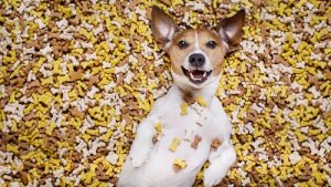 Comment changer les croquettes de votre chien