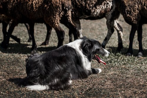 Un chien est couché dans la terre devant des moutons