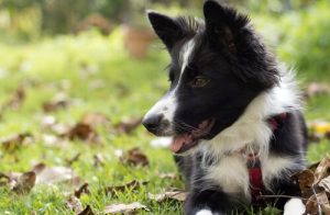 6 comportements instinctifs chez les chiens