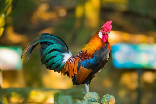 Le coq comme signe du zodiac