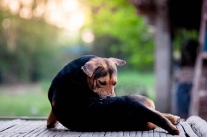 Types d'acariens qui affectent les animaux de compagnie