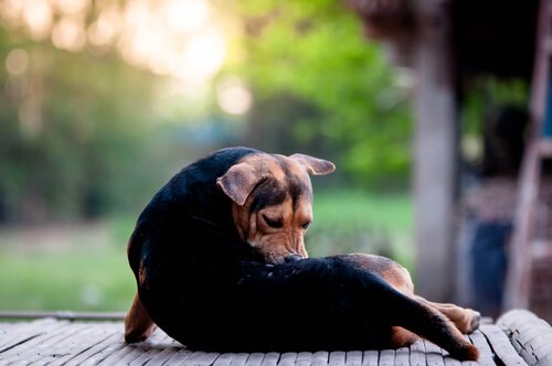 Types d'acariens qui affectent les animaux de compagnie