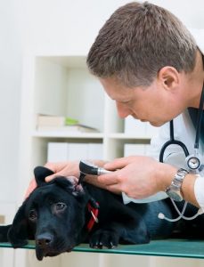 chien chez le vétérinaire pour soigner un hot-spot