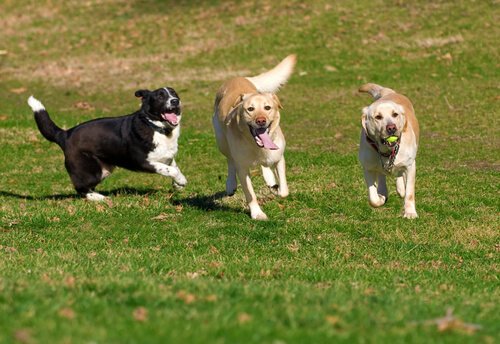 Jeux Et Activités Préférés Des Chiens Mes Animaux