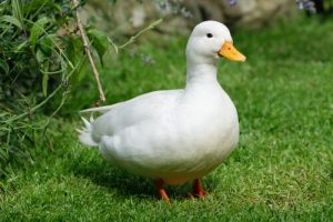 amitié entre un canard et un chien