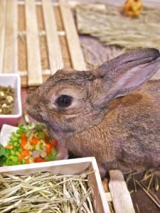 noms de lapins