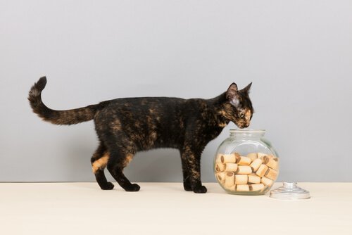 Les chats adorent les biscuits mais toujours en modération
