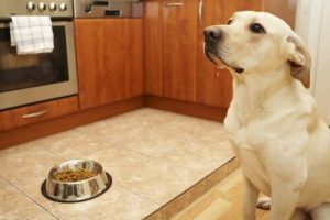 Pourquoi les animaux n'ont pas leur place en cuisine ?