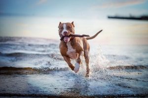 Jeux et activités préférés des chiens