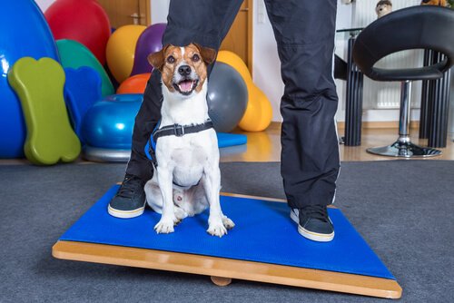 chien qui joue avec son maitre sur une planche