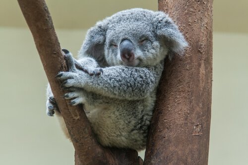 https://mesanimaux.com/wp-content/uploads/2018/06/koala-sommeil.jpg