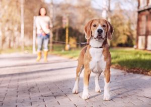 Sept types de laisses pour chiens