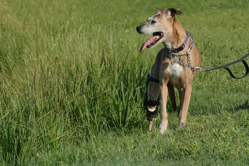 chien qui se promène en laisse dans les herbes hautes