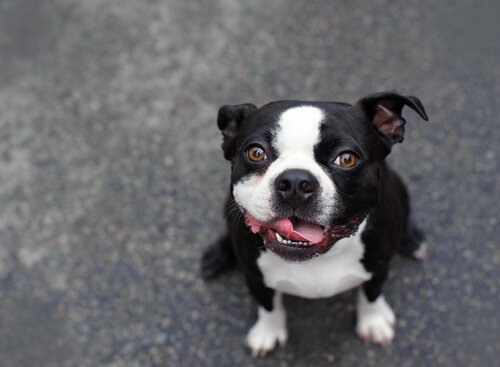 Un petit chien noir et blanc assis