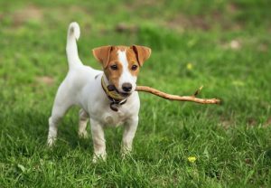 Idées de noms pour chiens à poils courts