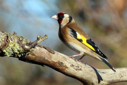 chardonneret sur une branche dans la nature