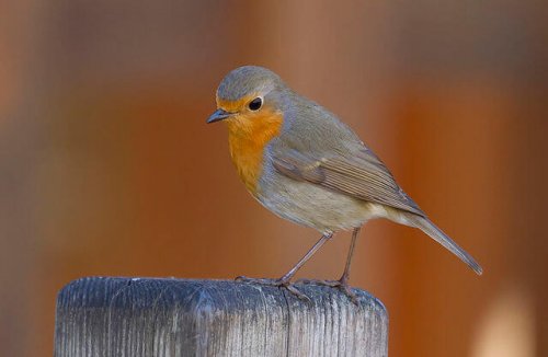 rouge-gorge sur un rondin de bois