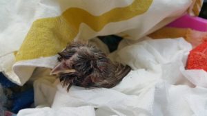 Que faire si vous trouvez un oisillon au sol ?