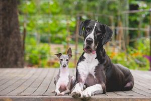 Pourquoi les petits chiens ont-ils plus de caractère que les grands
