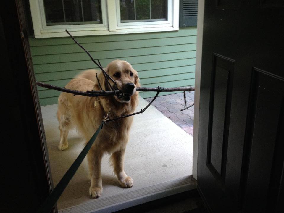 chien qui tient une branche d'arbre dans la gueule