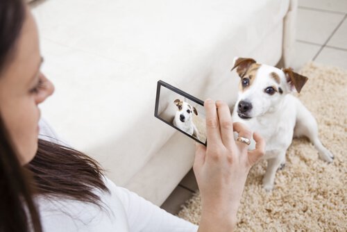 femme qui prend son chien en photo