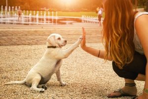 Dans quelles villes d'Espagne pouvez-vous promener votre chien en liberté ?