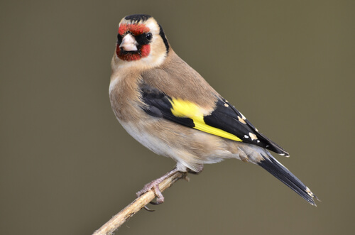 Les Oiseaux Qui Chantent Le Plus à La Maison Mes Animaux