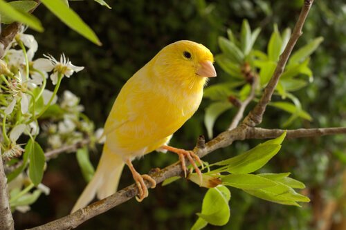 Les Oiseaux Qui Chantent Le Plus à La Maison Mes Animaux