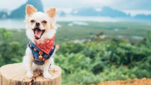 Petits chiens avec beaucoup de caractère