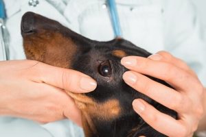 Examens oculaires de votre animal de compagnie