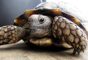La salmonellose et les reptiles