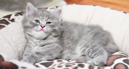 Les cancers chez les chats ne sont pas si faciles à détecter