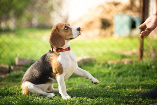 chien qui suit un processus de dressage