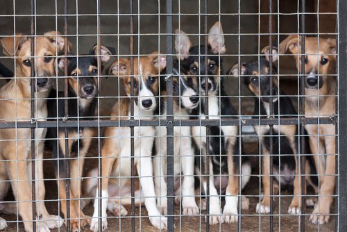 des chiens derrière une grille