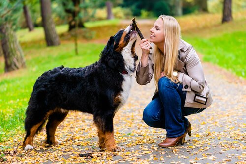 femme qui joue avec un bâton avec son chien