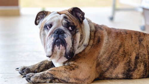 un bouledogue anglais l'air triste