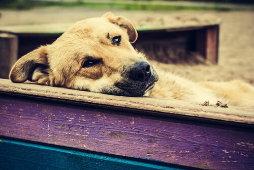 chien perdu couché