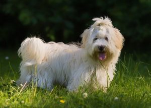Le bichon havanais, originaire de Cuba
