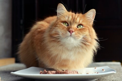 savoir si votre chat est malade