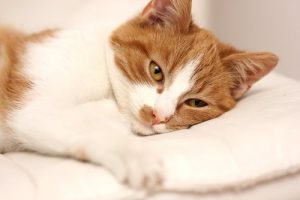 Comment savoir si votre chat est malade