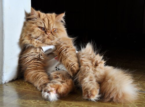 un chat triste allongé