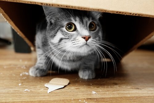 chat qui a cassé un objet et qui se cache