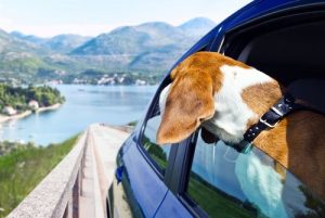 5 destinations pour passer la Semaine sainte avec votre chien