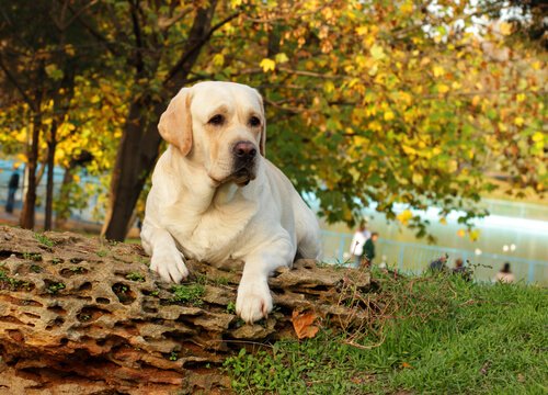 labrador couché sur des feuilles mortes