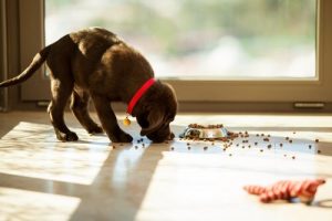 Comment nourrir notre animal de compagnie sainement ?