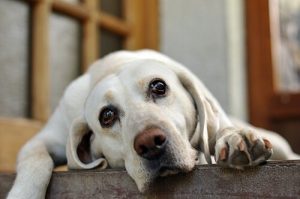 Pourquoi votre chien pleure-t-il quand vous partez ?