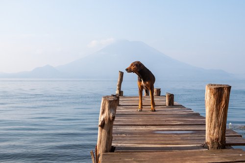 chien près d'un lac