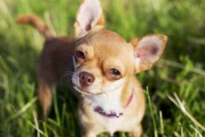 Le chihuahua est un petit chien