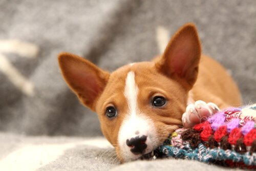 un bébé basenji mâchouille un tapis